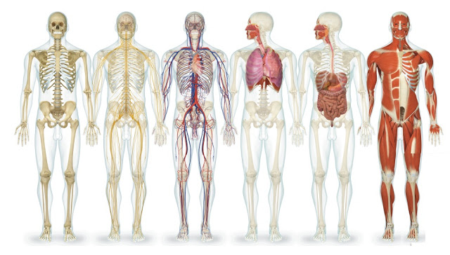 Monitoria Anatomía – Medicina