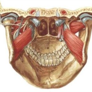 Logotipo de grupo deAnatomía Humana - Odontología