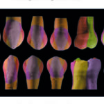 Logotipo de grupo deMORFOLOGIA DENTAL